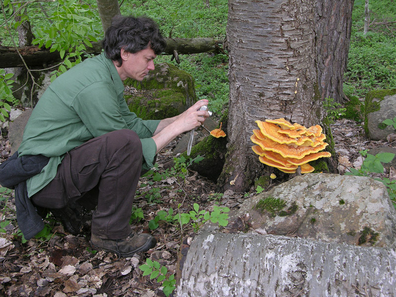 Eccoli i funghi.......